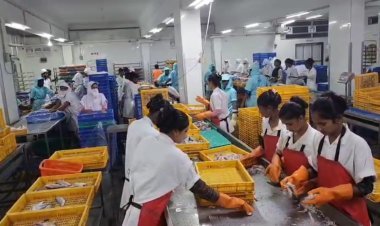 અમેરિકાએ લાગુ કરેલા 50 % ટેરીફથી ગુજરાતના 18 લાખ સહિત દેશભરના 3 કરોડ માછીમારો અને મત્સ્યોદ્યોગને મરણતોલ ફટકો