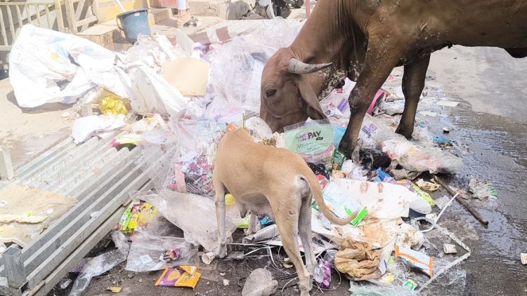 જૂનાગઢમાં સફાઈ કર્મચારીઓની અચોકકસ મુદતની હડતાલ બીજા દિવસમાં પ્રવેશી