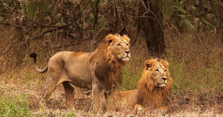 એશિયાઈ સિંહ સંરક્ષણમાં વનવિભાગની સાથે સૌરાષ્ટ્રના લોકોનો પણ ખૂબ મોટો ફાળો