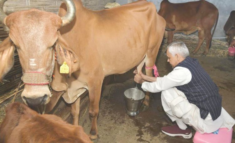 રાજ્યપાલ શ્રી આચાર્ય દેવવ્રતજીએ તાપી જિલ્લાના માણેકપુર ગામે સ્વયં ગાય દોહી