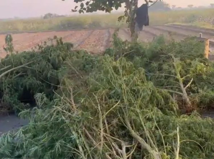 સુરેન્દ્રનગરના સાયલામાં SOGએ કપાસની આડમાં પોણાત્રણ કરોડના ગાંજાના જપ્ત કર્યા 