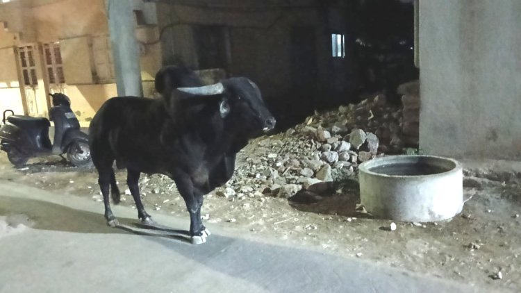 યાત્રાધામ દ્વારકામાં આખલાઓનાં આતંક સામે હાઇકોર્ટમાં PIL