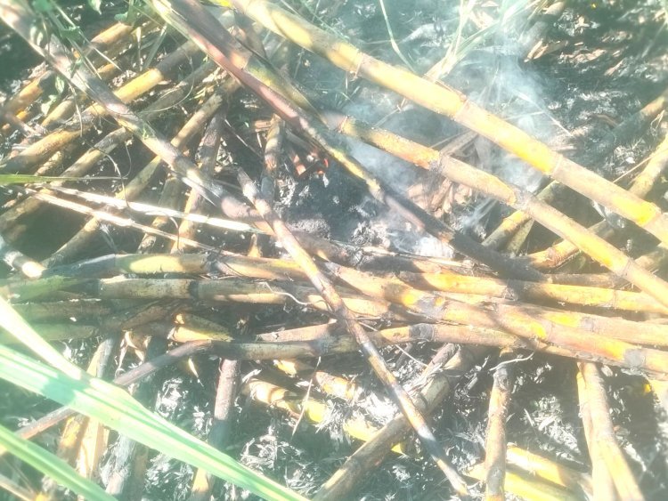 લોઢવા ગામે શેરડીના પાકમાં લાગી આગ ૬ વીઘાનો શેરડી બળીને ખાખ