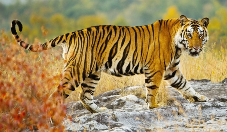 ૩૩ વર્ષ બાદ ગુજરાત ફરી બન્યું ‘ટાઈગર સ્ટેટ‘