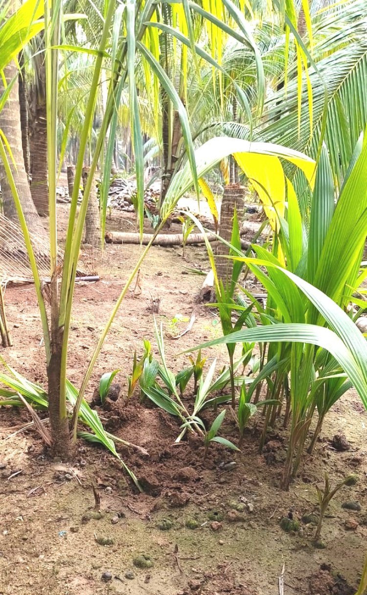 માંગરોળ કરાળપા સીમમાં ધોળા દિવસે તસ્કરો ત્રાટક્યા