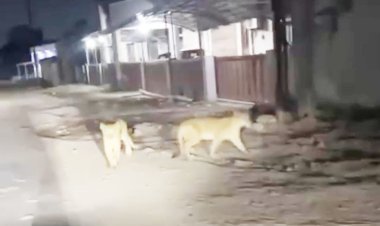 વેરાવળના સીમાડે રહેણાંક વિસ્તારમાં સિંહ પરીવાર લટાર મારતા જોવા મળ્યા