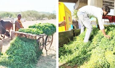 પોરબંદર મહાનગરપાલિકા દ્વારા નરસંગ ટેકરી સહિત જુદા-જુદા વિસ્તારમાંથી ૪૦ મણ ઘાસચારો જપ્ત : ગૌશાળા ખાતે મોકલાયો