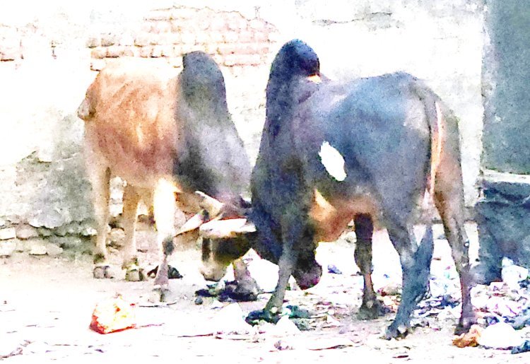 ખંભાળિયામાં બે આખલાઓના મલ્લ યુદ્ધથી લોકો ભયભીત થયા