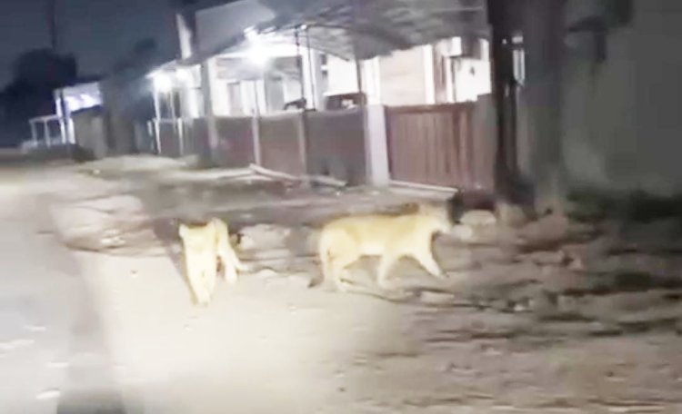 વેરાવળના સીમાડે રહેણાંક વિસ્તારમાં સિંહ પરીવાર લટાર મારતા જોવા મળ્યા