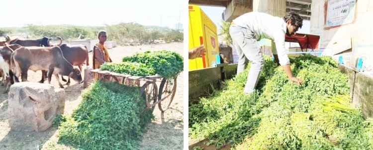 પોરબંદર મહાનગરપાલિકા દ્વારા નરસંગ ટેકરી સહિત જુદા-જુદા વિસ્તારમાંથી ૪૦ મણ ઘાસચારો જપ્ત : ગૌશાળા ખાતે મોકલાયો