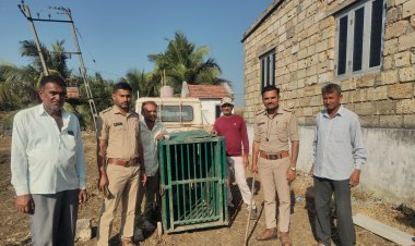 વેરાવળ તાલુકાનાં ઈશ્વરીયા ગામે દિપડી પાંજરે પુરાઈ