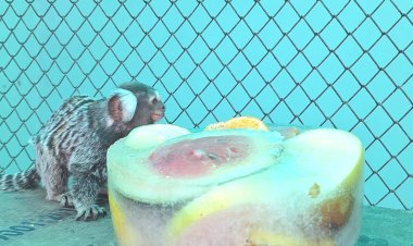 તીવ્ર ગરમીથી વન્યપ્રાણીઓને સુરક્ષિત રાખવા માટે સકકરબાગ ઝૂ પ્રશાસન દ્વારા વિવિધ વ્યવસ્થા કરાઈ