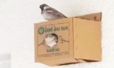 નિસર્ગ નેચર ક્લબ, જૂનાગઢ દ્વારા વિશ્વ ચકલી દિવસની ઉજવણી કરાશે