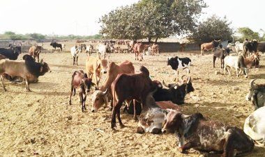 પોરબંદર મહાનગર પાલિકા તંત્ર સુધરવાનું નામ લેતું નથી! ઓડદર ગૌશાળામાં પશુઓની હાલત પર ફરી નોટિસ