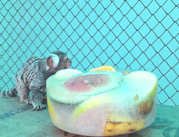 તીવ્ર ગરમીથી વન્યપ્રાણીઓને સુરક્ષિત રાખવા માટે સકકરબાગ ઝૂ પ્રશાસન દ્વારા વિવિધ વ્યવસ્થા કરાઈ