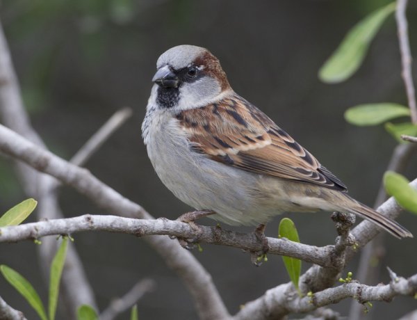 ક્યાં ખોવાઈ ગઈ આંગણાની ચકલી ? આજે ‘વિશ્વ ચકલી દિવસ‘