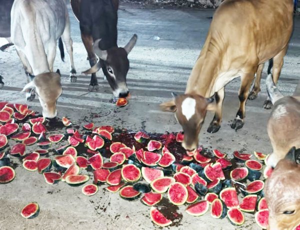 ભાણવડમાં ગૌ - સેવાનો પ્રેરણાદાયી અભિગમ  મલિક વિહોણા ગૌવંશ અને બળદને તરબૂચનું જમણ