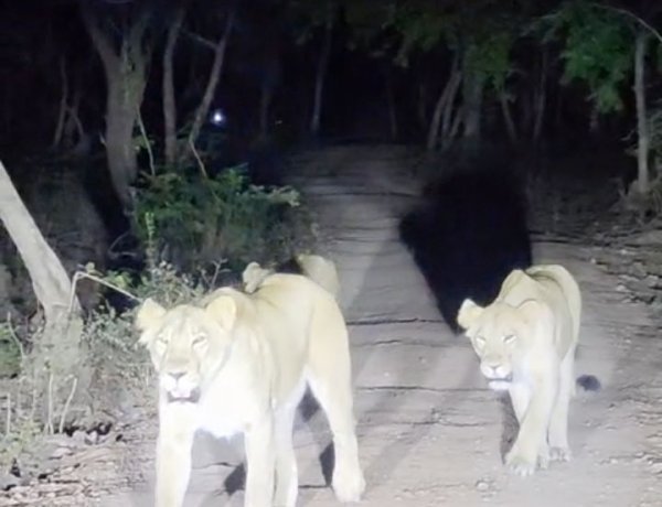 તાલાળાનાં વાડલા ગીર ગામે લટાર મારતા વનરાજાે