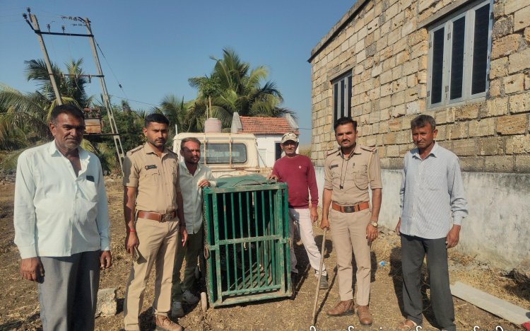 વેરાવળ તાલુકાનાં ઈશ્વરીયા ગામે દિપડી પાંજરે પુરાઈ