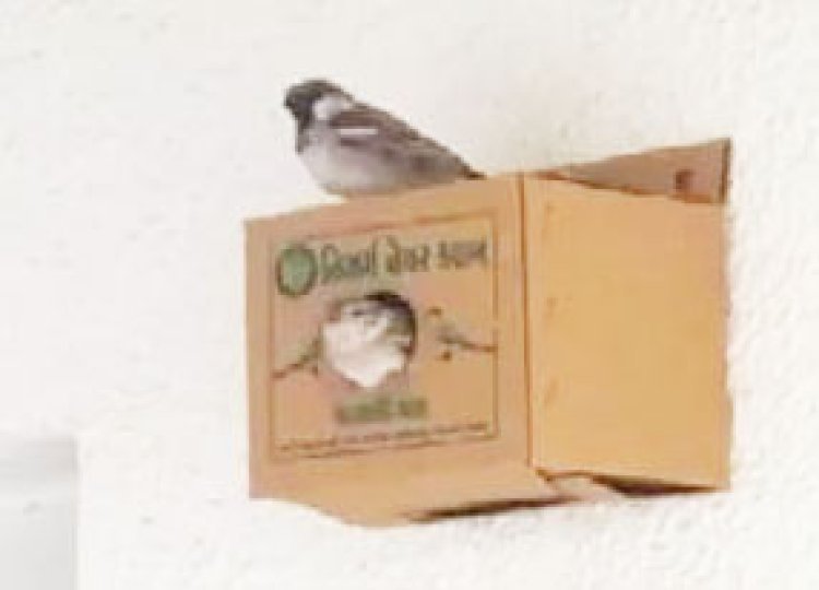 નિસર્ગ નેચર ક્લબ, જૂનાગઢ દ્વારા વિશ્વ ચકલી દિવસની ઉજવણી કરાશે