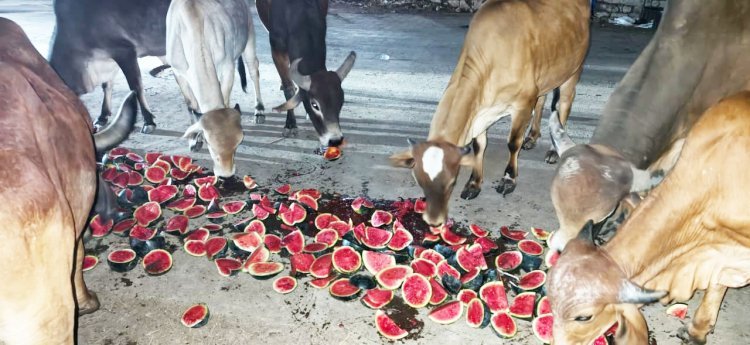 ભાણવડમાં ગૌ - સેવાનો પ્રેરણાદાયી અભિગમ  મલિક વિહોણા ગૌવંશ અને બળદને તરબૂચનું જમણ