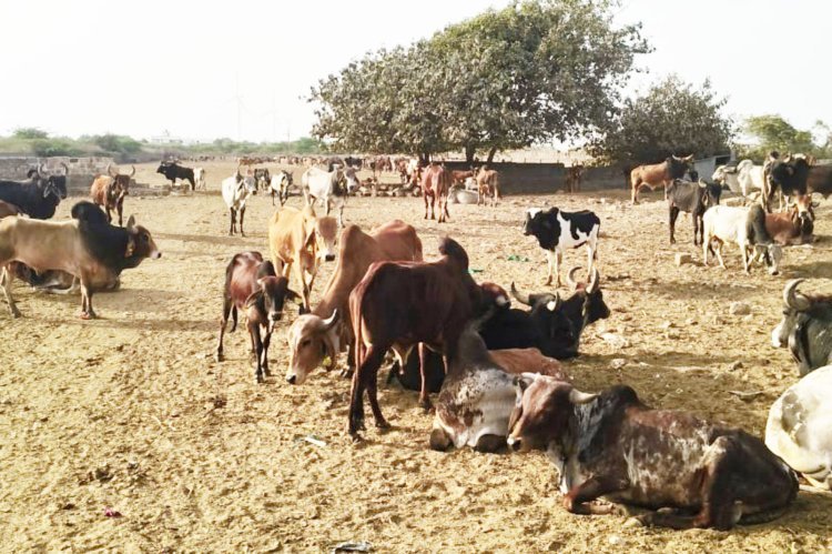 પોરબંદર મહાનગર પાલિકા તંત્ર સુધરવાનું નામ લેતું નથી! ઓડદર ગૌશાળામાં પશુઓની હાલત પર ફરી નોટિસ