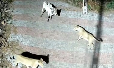 ઉના તાલુકાનાં પાતાપુર ગામે શિકારની શોધમાં બે સિંહણો ગામમાં આવી પહોંચતા ભયનો માહોલ