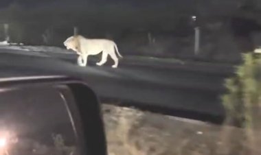 ઉના બાયપાસ ઉપર વનરાજે મારી શાહી લટારનો વિડીયો વાયરલ