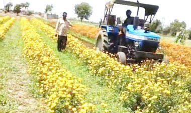 ખંભાળિયામાં ફુલના પૂરતા ભાવ ન મળતા ખેડૂતે ઉભા પાકમાં રોટાવેટર ફેરવ્યું