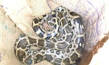 ભાણવડના ભરતપુરમાં શોકમગ્ન પરિવાર વચ્ચે મધરાતે નીકળ્યો અજગર : સંસ્થાની ટીમે કર્યું દિલધડક રેસ્ક્યુ