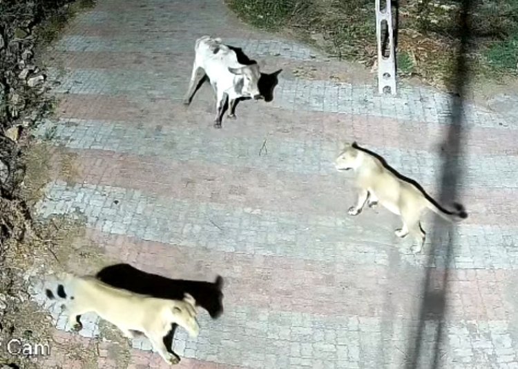 ઉના તાલુકાનાં પાતાપુર ગામે શિકારની શોધમાં બે સિંહણો ગામમાં આવી પહોંચતા ભયનો માહોલ