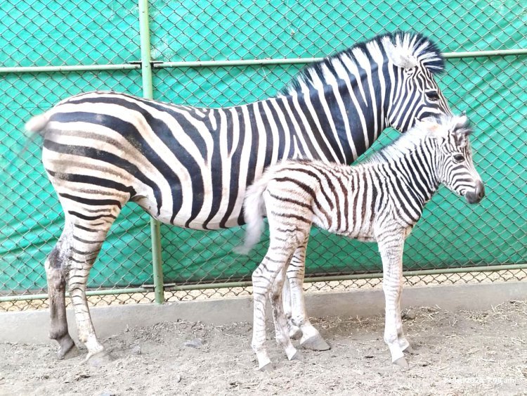 સક્કરબાગ પ્રાણી સંગ્રહાલય જૂનાગઢ ખાતે પ્લેન્સ ઝેબ્રા માંએ માદા બચ્ચાને જન્મ આપ્યો