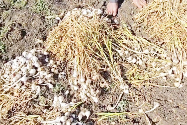 વેરાવળ સોમનાથમાં ૨૦ મિનિટમાં એક ઈંચ કમોસમી વરસાદ વરસી જતા ખેડૂતો બેહાલ અને લોકો આશ્ચર્ય મુગ્ધ થયા