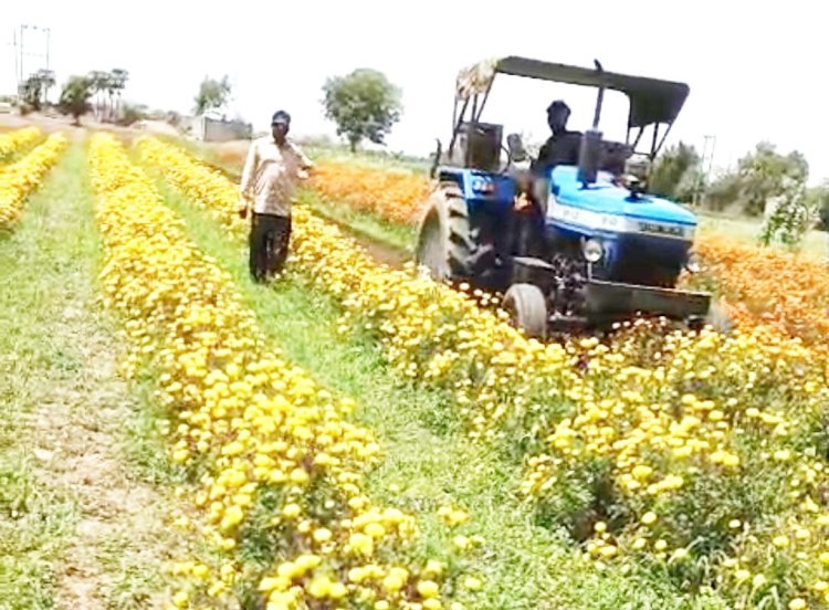 ખંભાળિયામાં ફુલના પૂરતા ભાવ ન મળતા ખેડૂતે ઉભા પાકમાં રોટાવેટર ફેરવ્યું