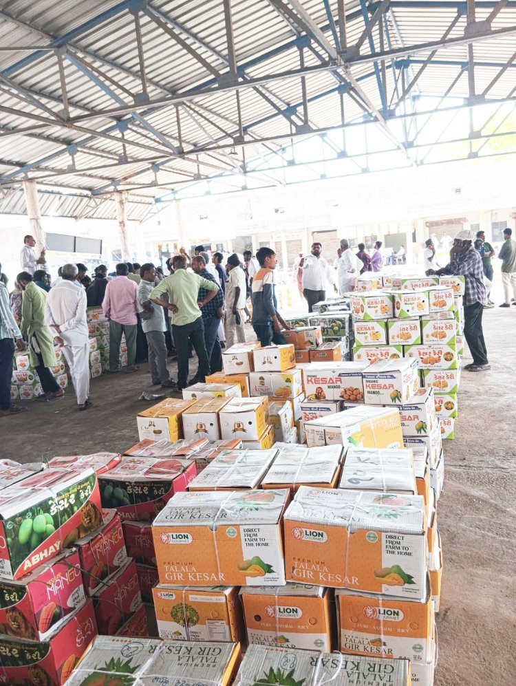 ગીર-સોમનાથ ખાતે સુપ્રસિધ્ધ મેંગો માર્કેટનો પ્રારંભ થયો