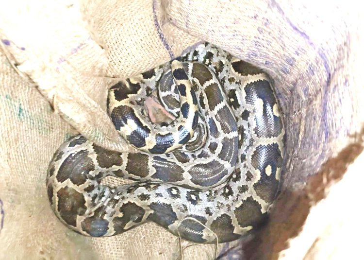 ભાણવડના ભરતપુરમાં શોકમગ્ન પરિવાર વચ્ચે મધરાતે નીકળ્યો અજગર : સંસ્થાની ટીમે કર્યું દિલધડક રેસ્ક્યુ