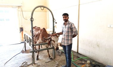 ગાયને માતા તરીકે પૂજતા દેશમાં ગાયની સારવાર માટે ટેકનોલોજીનો અભાવ હોવાની ફરિયાદ