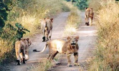 કેનાઈન ડિસ્ટેમ્પર વાયરસથી ગીર જંગલમાં 15 દિવસમાં 8 સિંહોના મોત