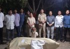 સુત્રાપાડાનાં લોઢવા ગામેથી લાખો રૂપિયાના ગાંજા સાથે એક શખ્સ ઝડપાયો