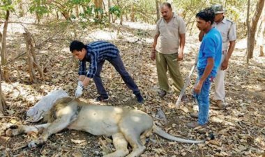 બૃહદ ગીર-સૌરાષ્ટ્રના રેવન્યુ વિસ્તારમાં રખડતા પશુ-કુતરા સિંહો માટે અત્યંત જાેખમી પુરવાર થઈ રહ્યા છે