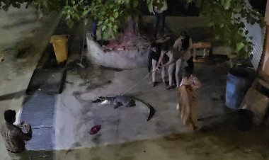 દામોદરકુંડ ખાતે મગર આવી ચડતા વન વિભાગ દ્વારા રેસ્કયુ કરાયું