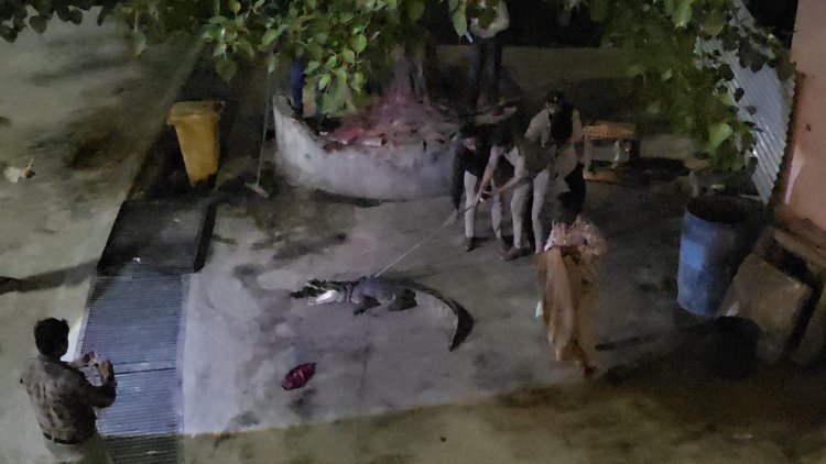 દામોદરકુંડ ખાતે મગર આવી ચડતા વન વિભાગ દ્વારા રેસ્કયુ કરાયું