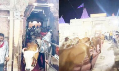 દ્વારકા જગત મંદિરેની 21 ગૌમાતાએ પરિક્રમા કરી