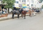 મનપાનાં ઢોર પકડવાનાં પોકળ દાવા વચ્ચે જૂનાગઢ શહેરનાં માર્ગો બન્યા રખડતા ઢોરનું આશ્રય સ્થાન