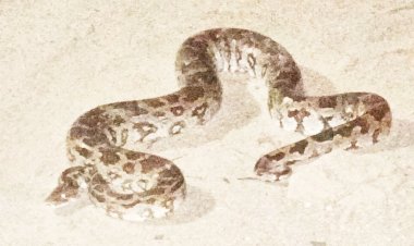 મક્તુપુર વાડી વિસ્તારમાંથી અજગરને રેસ્ક્યુ કરી જંગલ વિસ્તારમાં છોડાયો