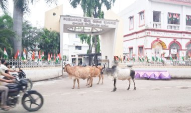 જૂનાગઢ મહાનગરપાલિકાનાં પ્રવેશ દ્વાર પાસે જ રખડતા ઢોરનાં અડીંગા..!