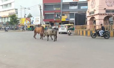 વેરાવળનાં ટાવર ચોકમાં આખલાઓએ આતંક મચાવ્યો
