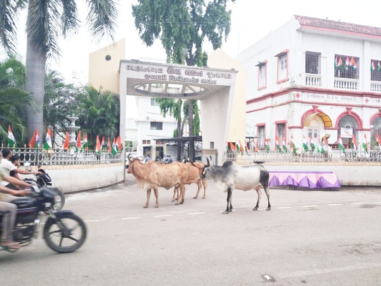 જૂનાગઢ મહાનગરપાલિકાનાં પ્રવેશ દ્વાર પાસે જ રખડતા ઢોરનાં અડીંગા..!