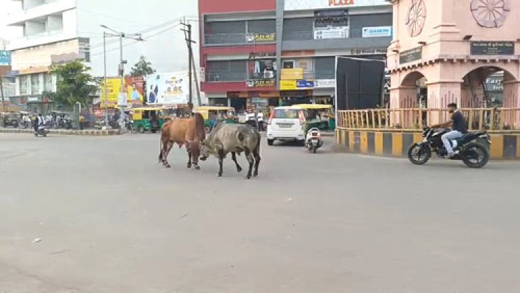 વેરાવળનાં ટાવર ચોકમાં આખલાઓએ આતંક મચાવ્યો