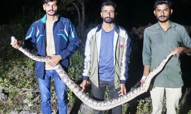 બોસન ગામની વાડીમાંથી અંદાજે ૯ ફૂટ લાંબા અજગરનું રેસ્ક્યૂ